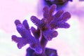 Close up shot on Stylophora short stony polyps coral