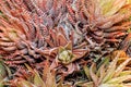 Colorful succulent desert plant, selective focus