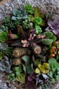 Colorful succulent plants composition detail