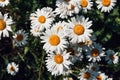 Colorful summer background of white daisy flowers. Summer, spring concepts. Beautiful nature background. Macro view of abstract na Royalty Free Stock Photo