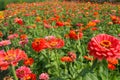 Colorful summer fields Royalty Free Stock Photo