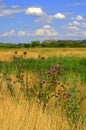 Colorful summer fields Royalty Free Stock Photo