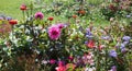 Colorful summer flower bed with pink dahlias and red zinnias, purple ageratum Royalty Free Stock Photo