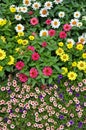 Colorful summer flowers