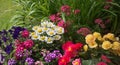 Colorful summer flowers in the garden with begonias petunias and vervein