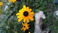 Colorful summer flowers in garden