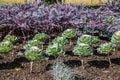 colorful summer flowers lined up