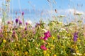 Colorful summer flowers meadow Royalty Free Stock Photo