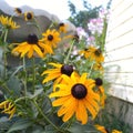 Colorful summer flowers