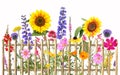 Colorful summer flowers with wooden fence, transparent background Royalty Free Stock Photo