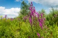 Colorful summer landscape with blooming purple loo
