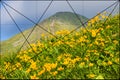 Golden ratio in nature. Colorful summer landscape in the Carpathian mountains Royalty Free Stock Photo