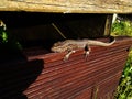 Colorful summer lizard sunbathing