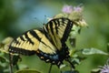 Tarrying Tiger Swallowtail Butterfly Royalty Free Stock Photo