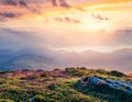 Colorful summer sunrise with fields of blooming rhododendron flowers. Picturesque outdoors scene in the Carpathian mountains, Royalty Free Stock Photo