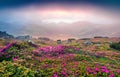 Colorful summer sunrise with fields of blooming rhododendron flowers. Splendid outdoors scene in the Carpathian mountains, Ukraine Royalty Free Stock Photo