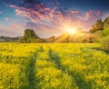 Colorful summer sunrise on meadow of yellow flowers. Royalty Free Stock Photo
