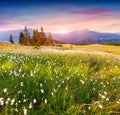 Colorful summer sunrise in the mountains with a field of feathe Royalty Free Stock Photo