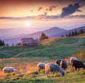 Colorful summer sunset in carpathian mountains Royalty Free Stock Photo