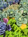 Colorful summer vegetable garden