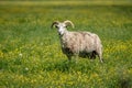 Male sheep standing in a green field filled with yellow flowers Royalty Free Stock Photo