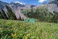 Colorful summer wildflowers along the Blue Lakes Trail in the San Juan Mountains of Colorado Royalty Free Stock Photo