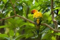 colorful sun conure bird sitting in on a branch in the jungle as a colored jewel Royalty Free Stock Photo