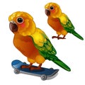 Colorful Sun Conure Parrot rides his skateboard. Tropical tamed bird is isolated on a white background. Animated vector Royalty Free Stock Photo