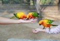 Colorful sun conure parrots eating food on people hand Royalty Free Stock Photo