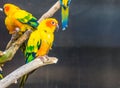 Colorful Sun parakeet sitting on a branch, tropical small parrot from America, Endangered bird specie Royalty Free Stock Photo