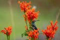 Colourful sunbird with iridescent colour feathers, photographed in the Drakensberg mountains near Cathkin Peak, South Africa