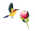 Colorful Sunbird and Protea flower. Vector design Royalty Free Stock Photo