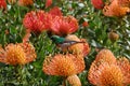 Colorful sunbird sitting on a Leucospermum cordifolium Royalty Free Stock Photo