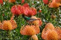 Colorful sunbird sitting on a Leucospermum cordifolium