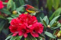 Colorful sunbird on wild rhododendron red flowers, Thailand Royalty Free Stock Photo
