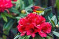 Colorful sunbird on wild rhododendron red flowers, Thailand Royalty Free Stock Photo