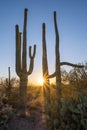 Colorful sunburst sunset of large Saguaro Cactus near Tuscon Arizona Royalty Free Stock Photo