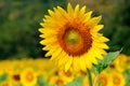 Colorful sunflower