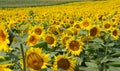 Colorful sunflower bathing in the sun