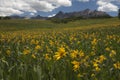 Colorful Sunflower Field