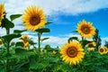 Colorful sunflower field during flowering Royalty Free Stock Photo