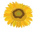 Colorful sunflower flower isolated on the white background Royalty Free Stock Photo