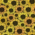 Colorful sunflower sketch pattern in trendy style on black background. Yellow sun flower retro design wallpaper. Graphic Royalty Free Stock Photo