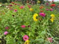 Colorful Sunflower and Zinnia Flowers on an Overcast Day