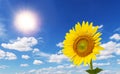 Colorful sunflowers facing the sun Royalty Free Stock Photo