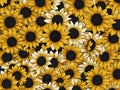 Colorful Sunflowers Illustration. Seamless Pattern Background. Royalty Free Stock Photo