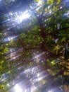 Colorful sunlight on mango leaves Royalty Free Stock Photo