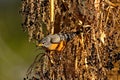 American Robin perches in sunlit palm fruit in Arizona Royalty Free Stock Photo