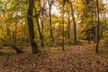 Colorful sunlit fall forest with fallen leaves covering the ground