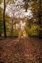 Colorful sunlit fall forest with fallen leaves covering the ground